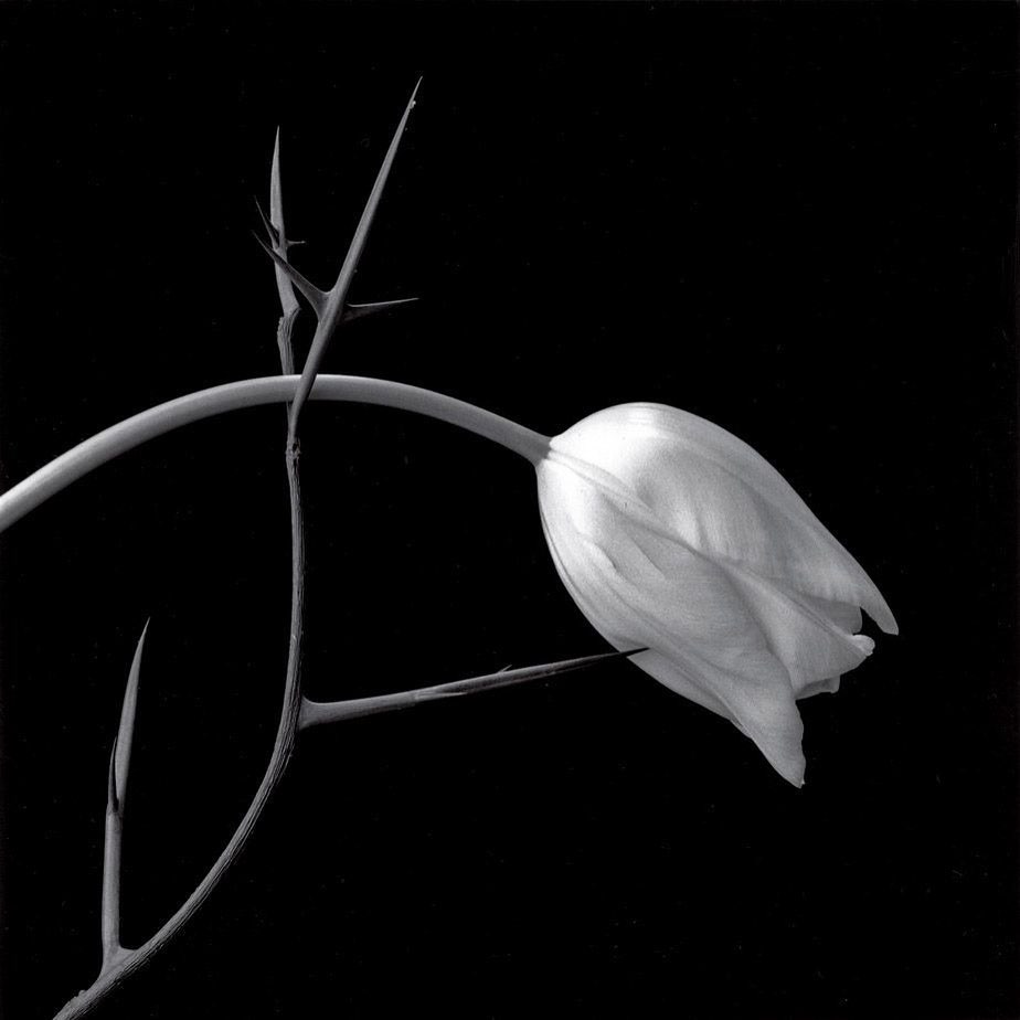 File under: Inspiration.
ROBERT MAPPELTHORPE
Flower, 1980s
.
#mappelthorpe #filmphotography #bw #inspiration #mood #bnw #tulip #whitelies #flower #love #thorns #plants #studiophotography